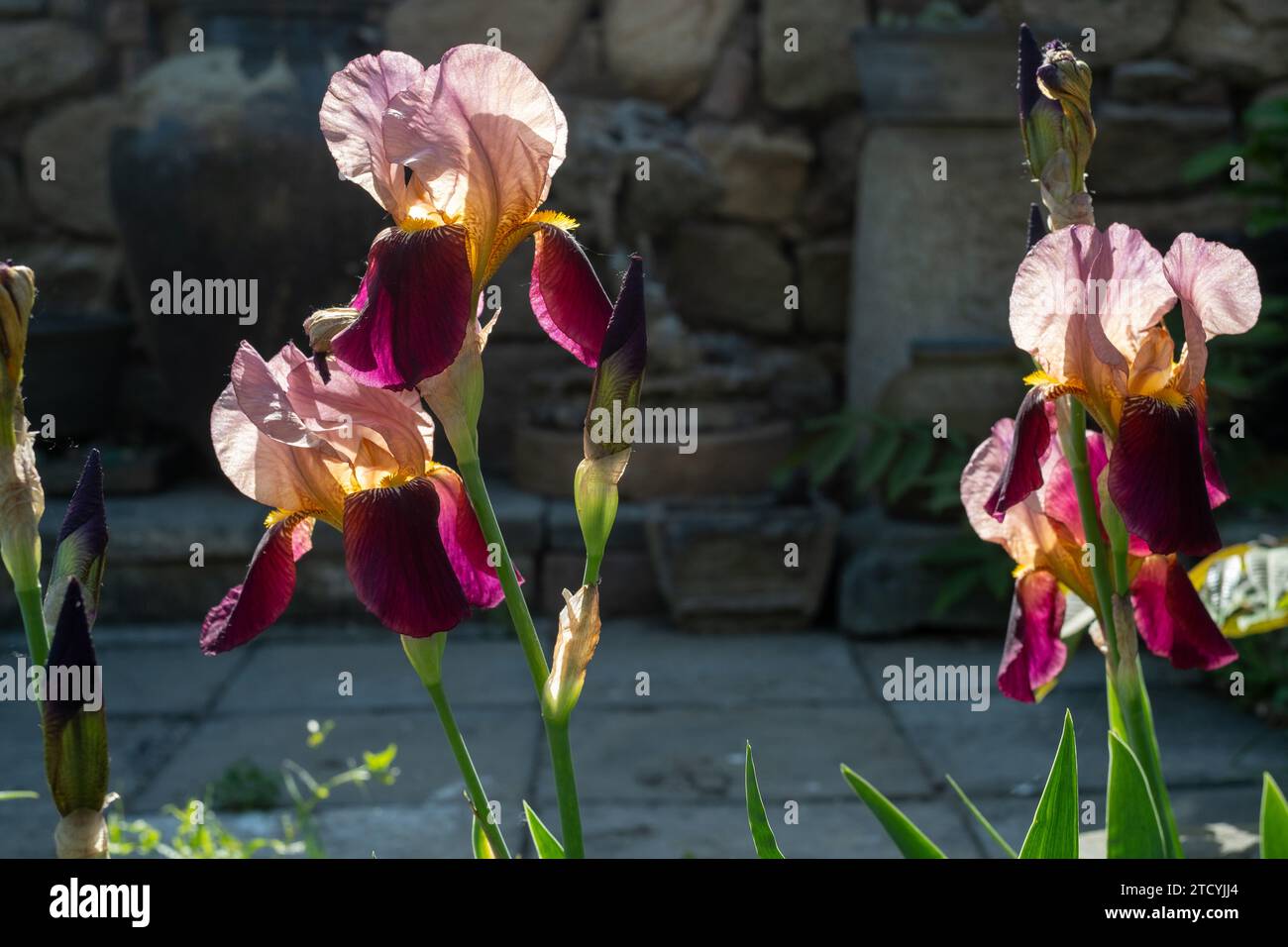 German Iris or Iris germanica, flower Stock Photo