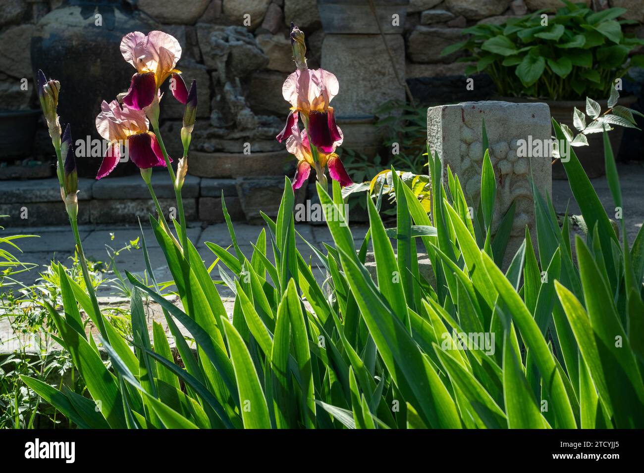 German Iris or Iris germanica, flower Stock Photo