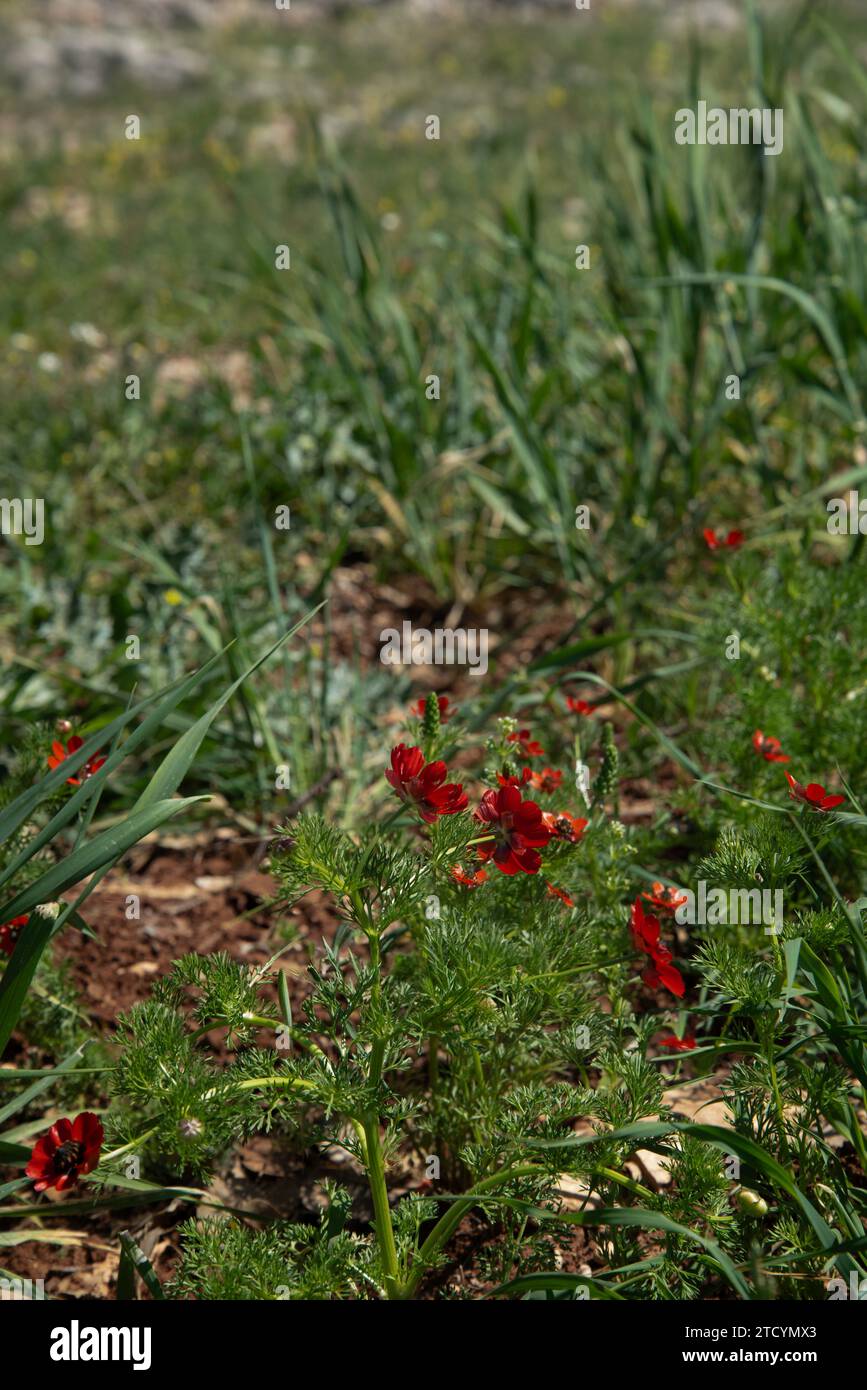 Pheasant's-eye Adonis annua flower in spring Stock Photo