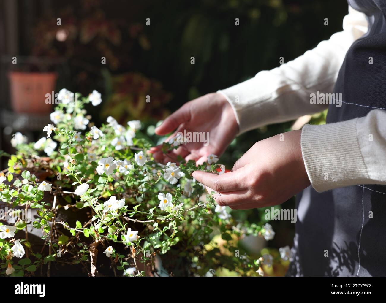 Home Gardening- A woman is tending flowers at home Stock Photo