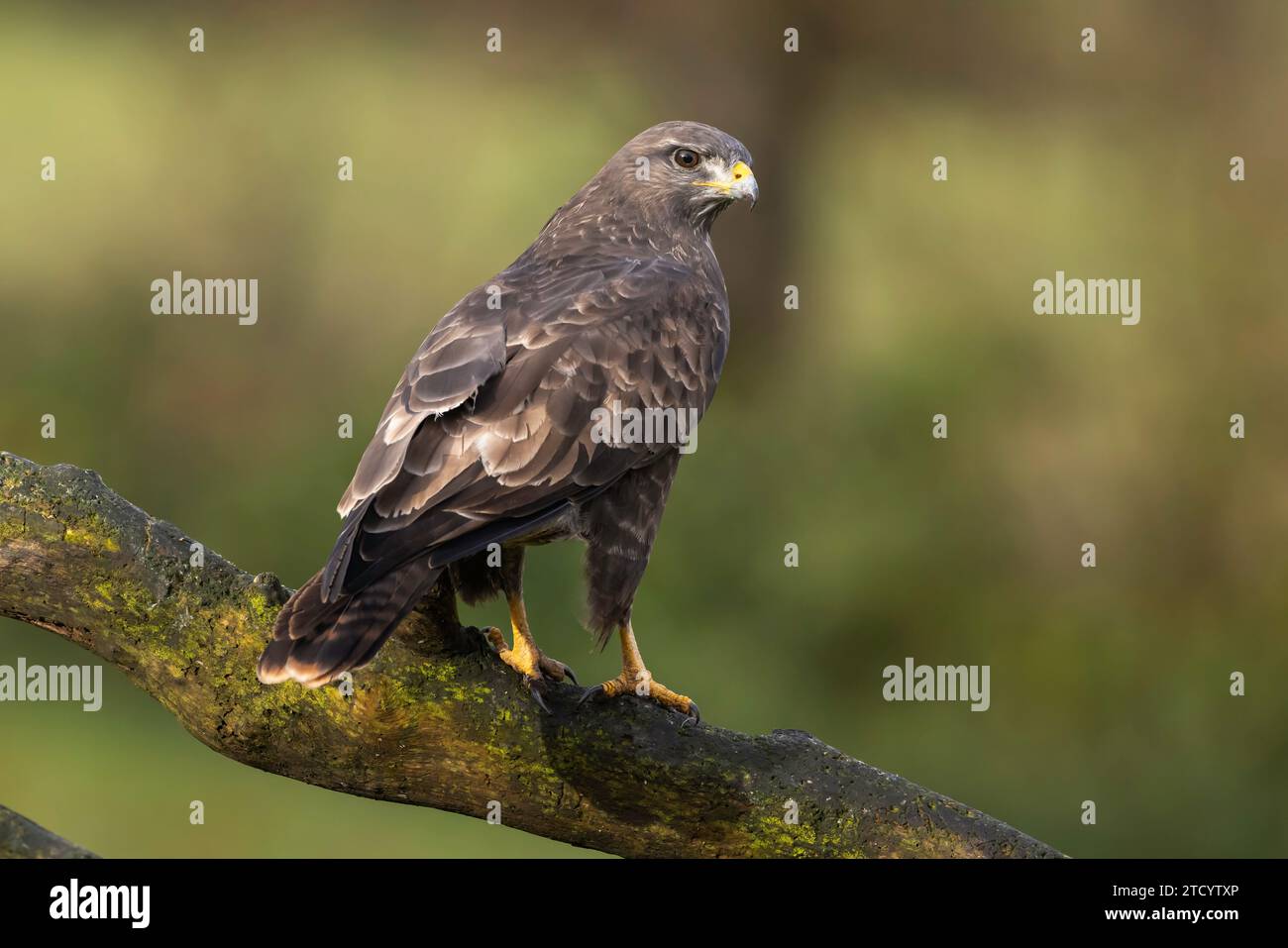 Buzzard on a tree branch looking over it's shoulder Stock Photo