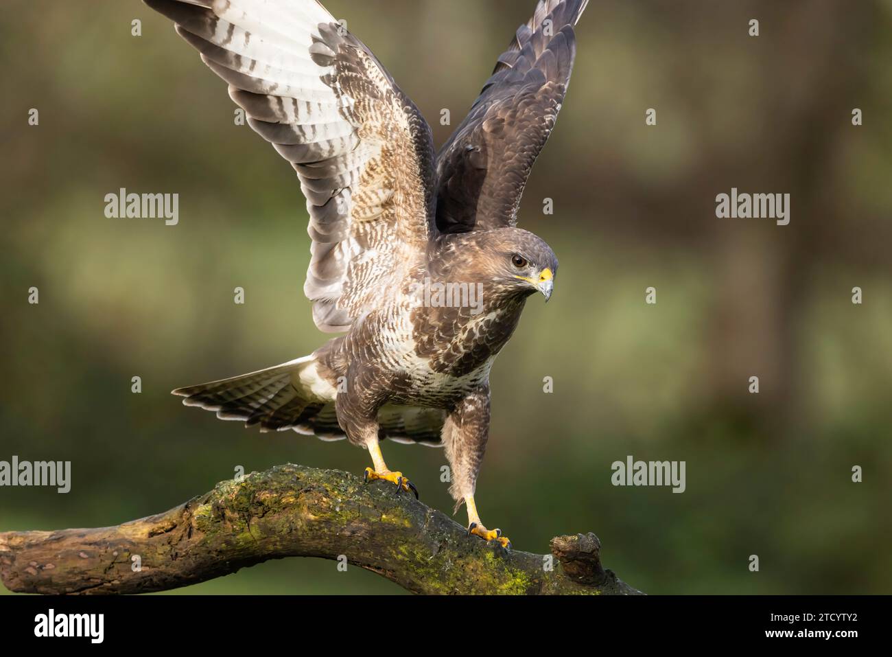 Buzzard landing on an old tree branch Stock Photo