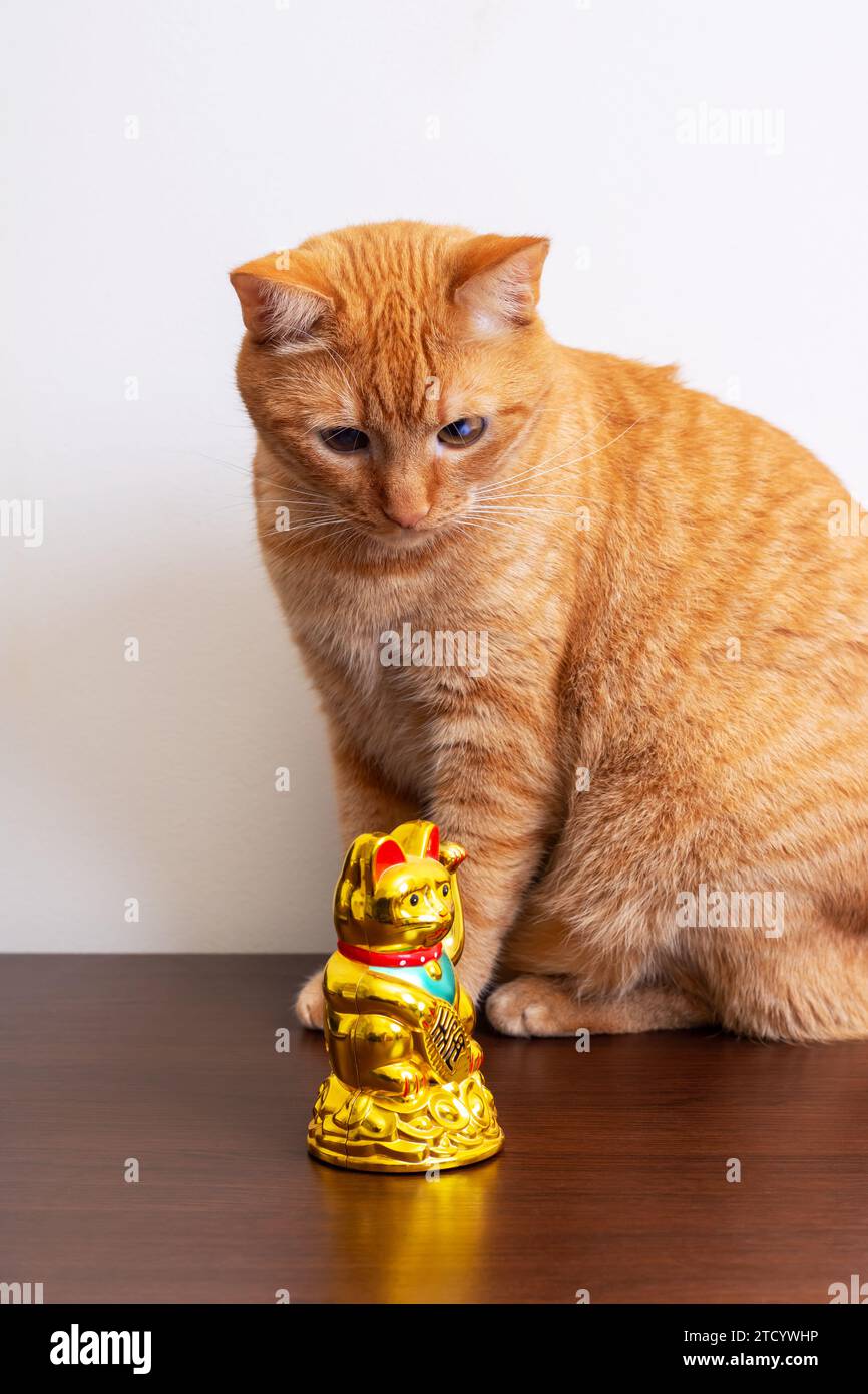 Cup broken cat hires stock photography and images Alamy