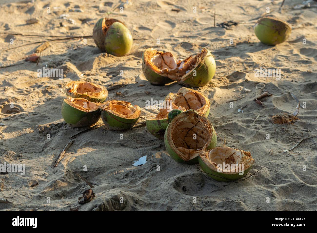 Young coconut waste on the beach. an irresponsible person just left it