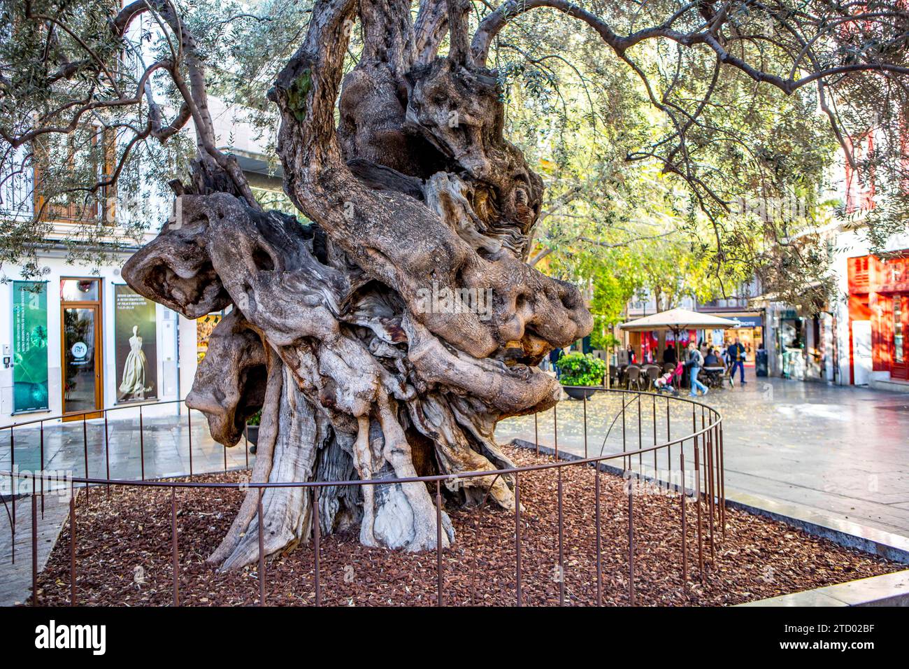 Der uralte Olivenbaum bildet das grne Zentrum in der Mitte des Platzes  Cort vor dem Rathaus von Palma. Palma de Mallorca *** The ancient olive  tree forms the green center in the