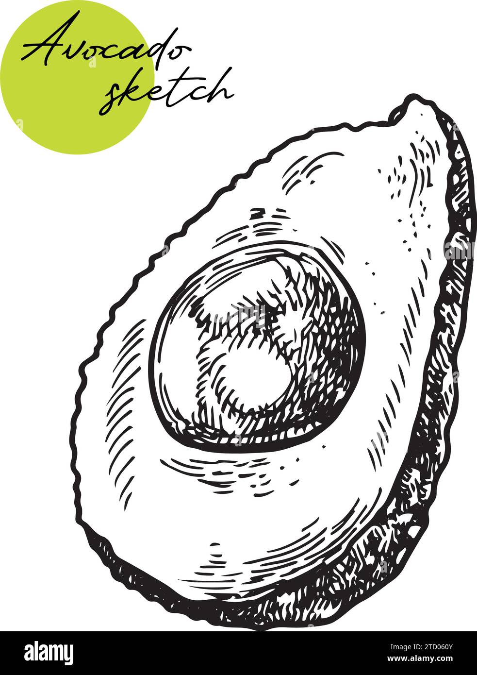 Vector hand drawn avocado and sliced pieces set. Tropical summer fruit ...