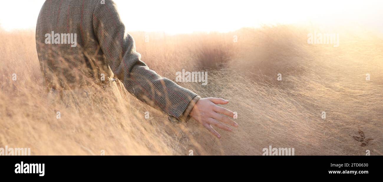 Back view of a woman walking while stroking a pink muhly in a windy field Stock Photo