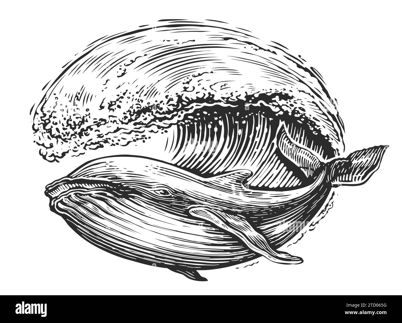 Sea And Ocean Animals Or Fish Vector Sketch Fish Sket vrogue.co