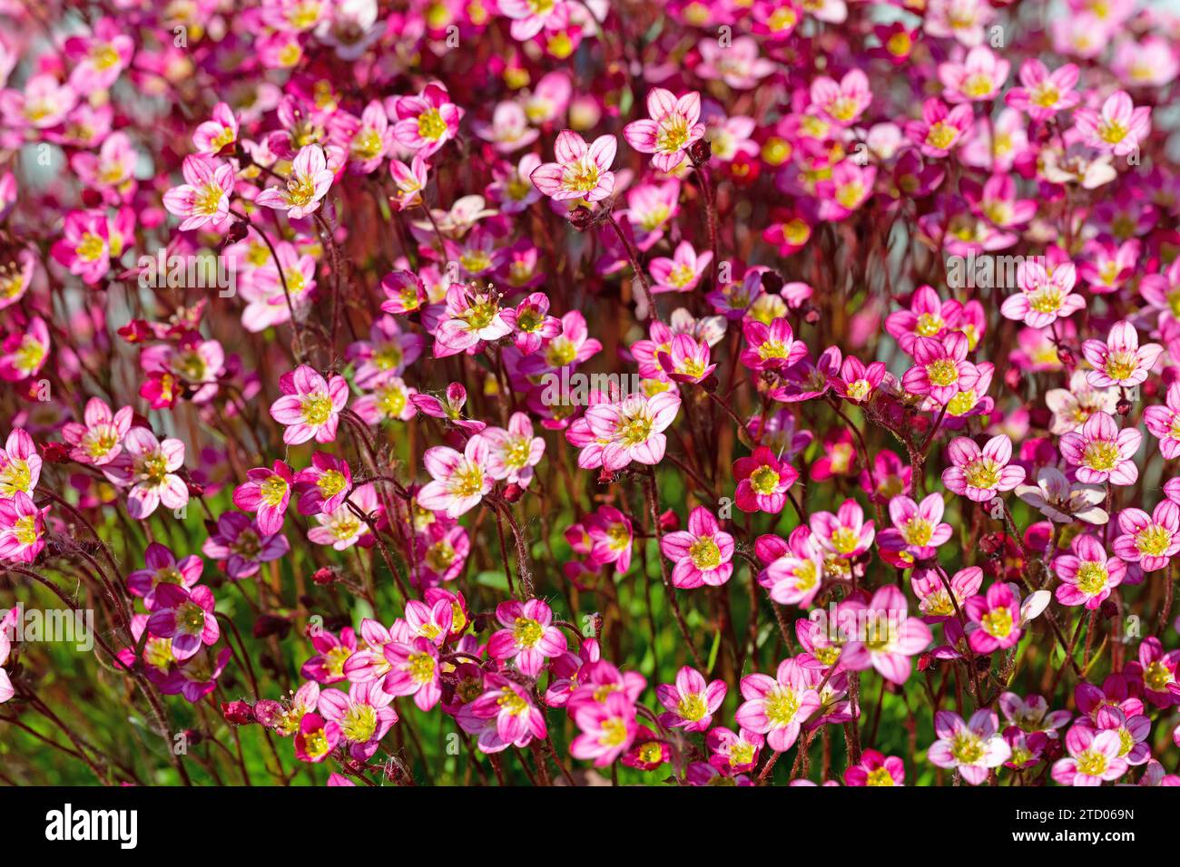 Flowering Mossy Saxifrage in close-up Stock Photo