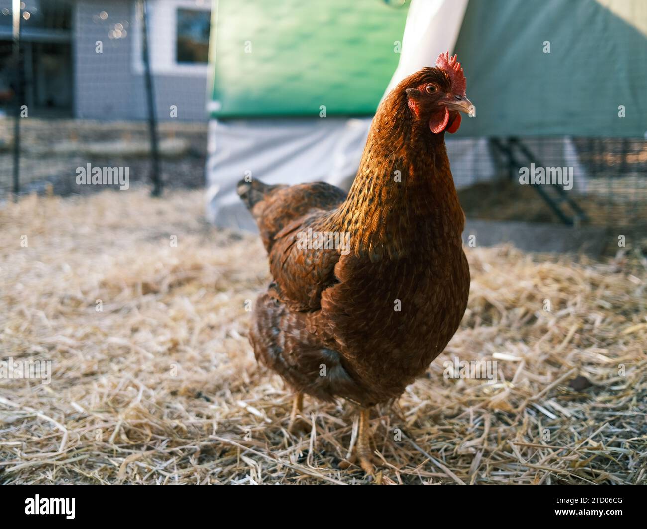 Organic farm chicken with feathers and comb Stock Photo