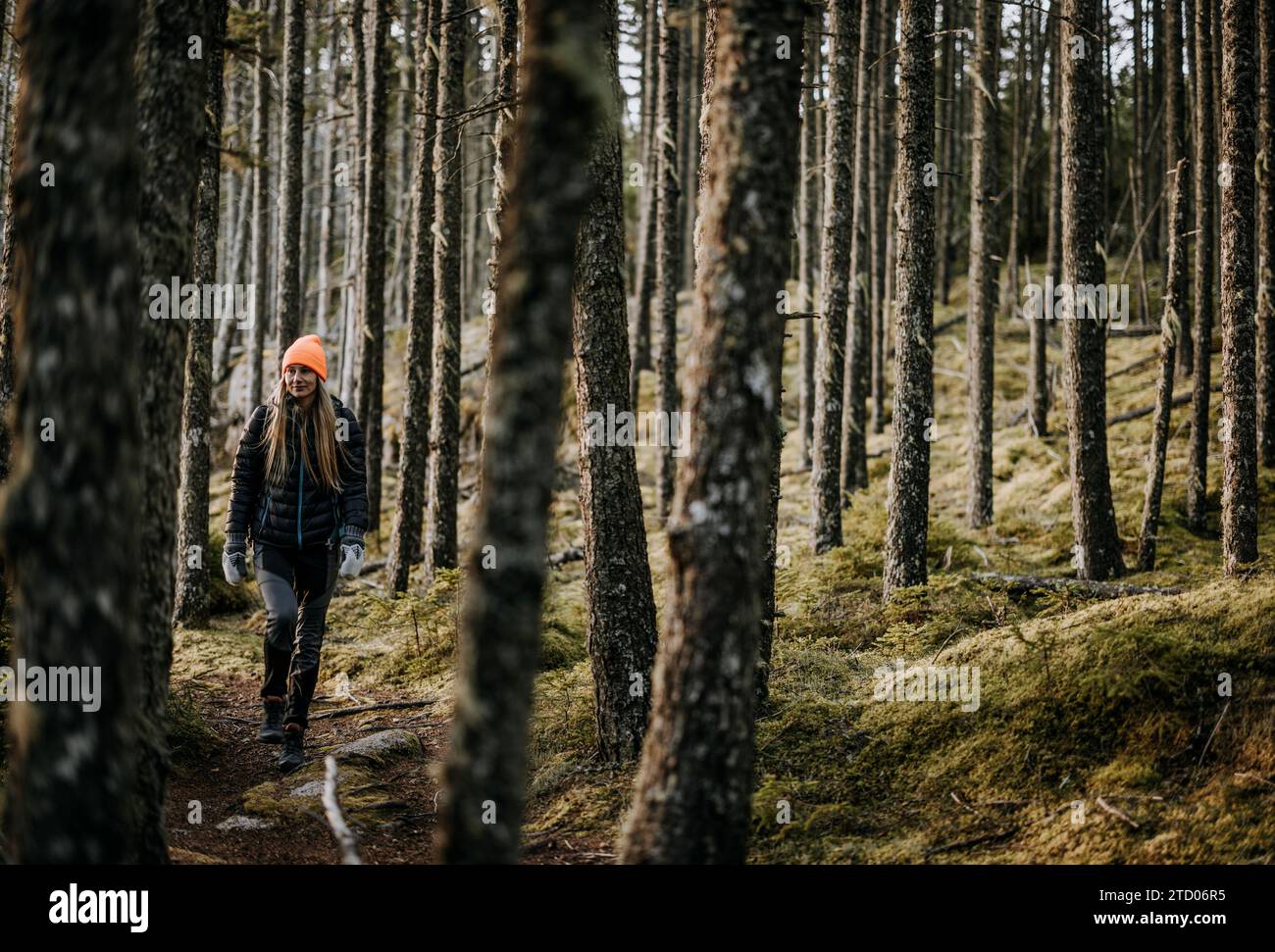 woman hikes through thick mossy forest, Stonington, Maine Stock Photo