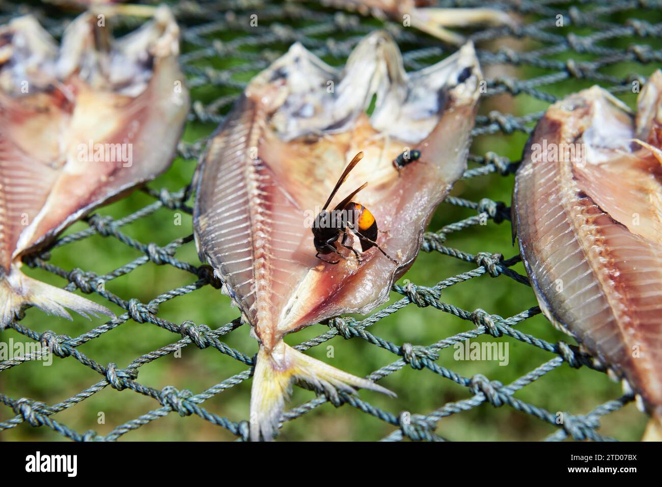 Fish in the sun drying on the net with Vespa affinis Stock Photo