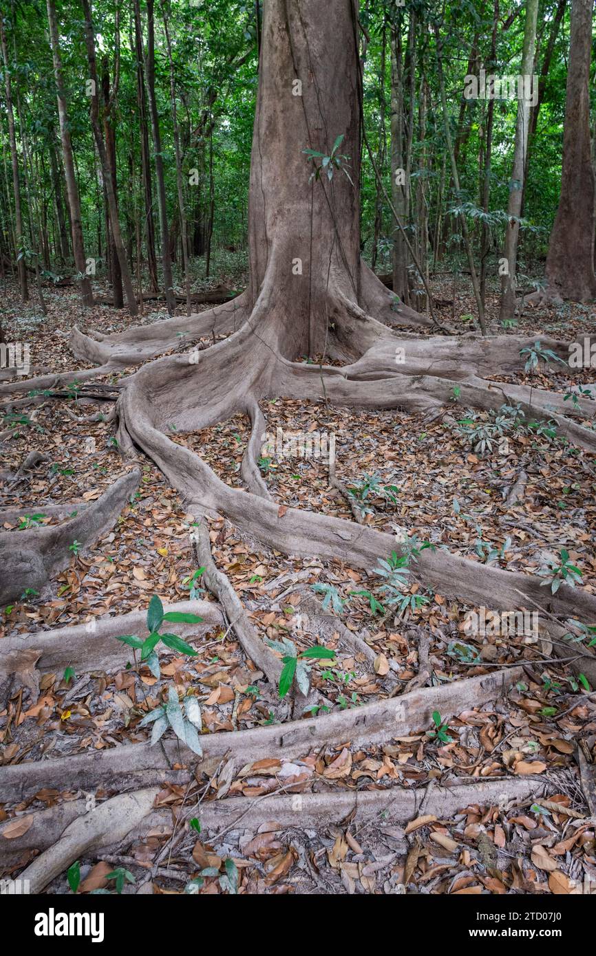 Big tree and roots in the Amazon Rainforest seen in the dry season