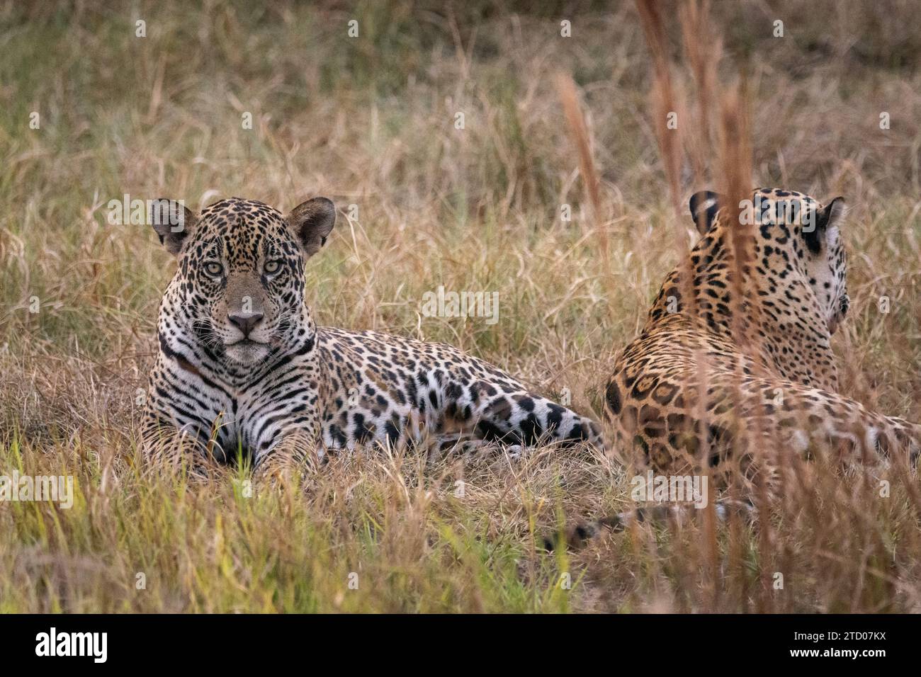 Couple of jaguars in the Pantanal of Miranda, Mato Grosso do Sul Stock Photo