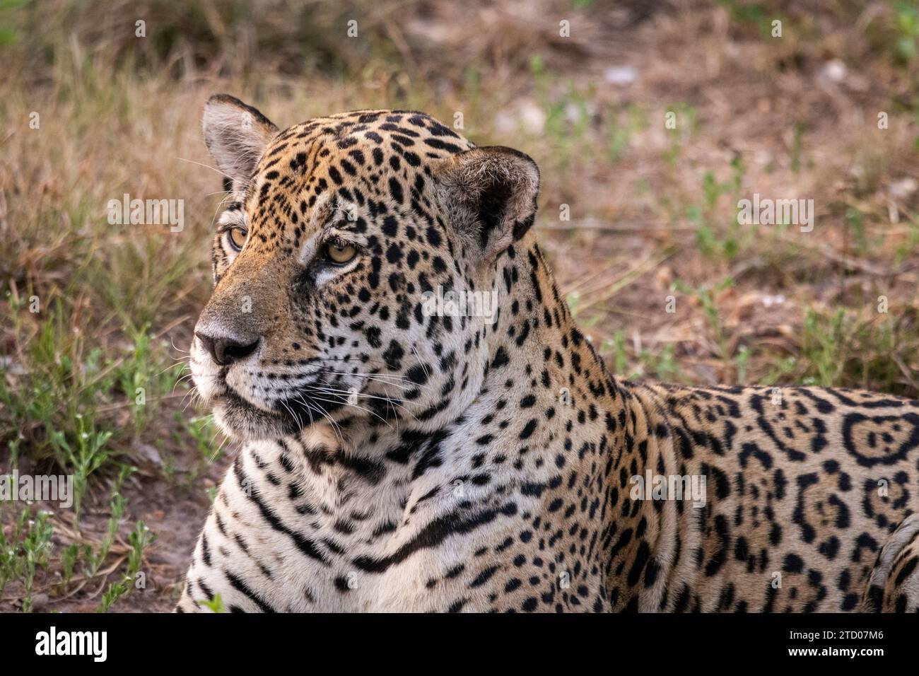 Jaguar laying on the ground in the Pantanal of Miranda Stock Photo