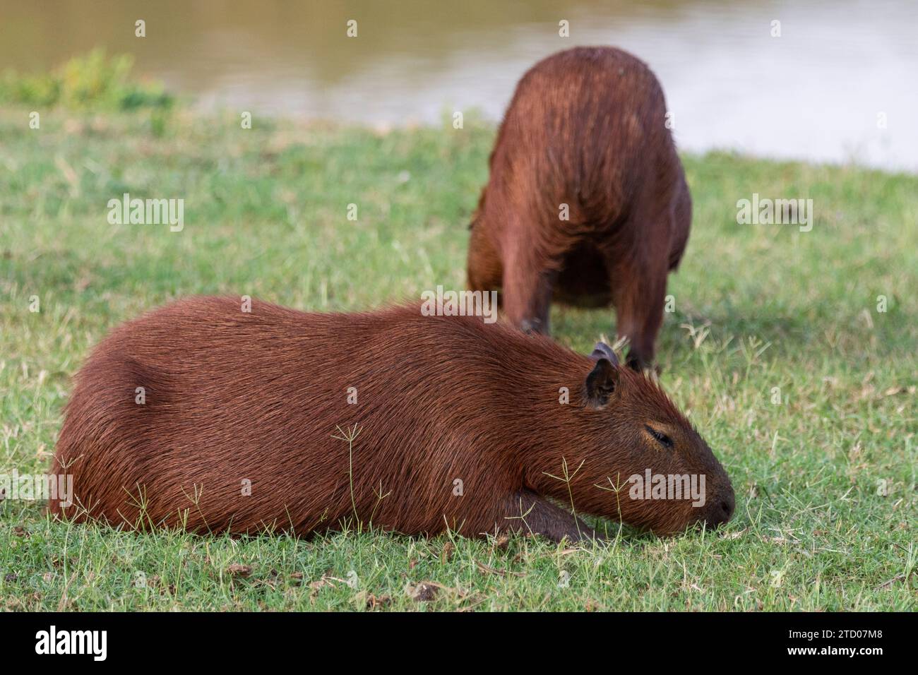 Capybara rodents in the Pantanal of Miranda, Mato Grosso do Sul Stock Photo