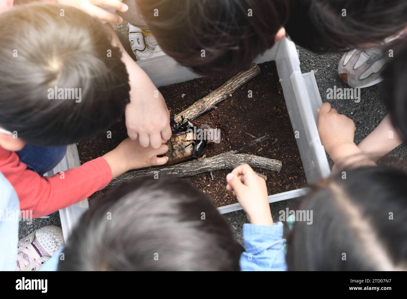 Children gather and experience learning, observing and touching scarabs Stock Photo