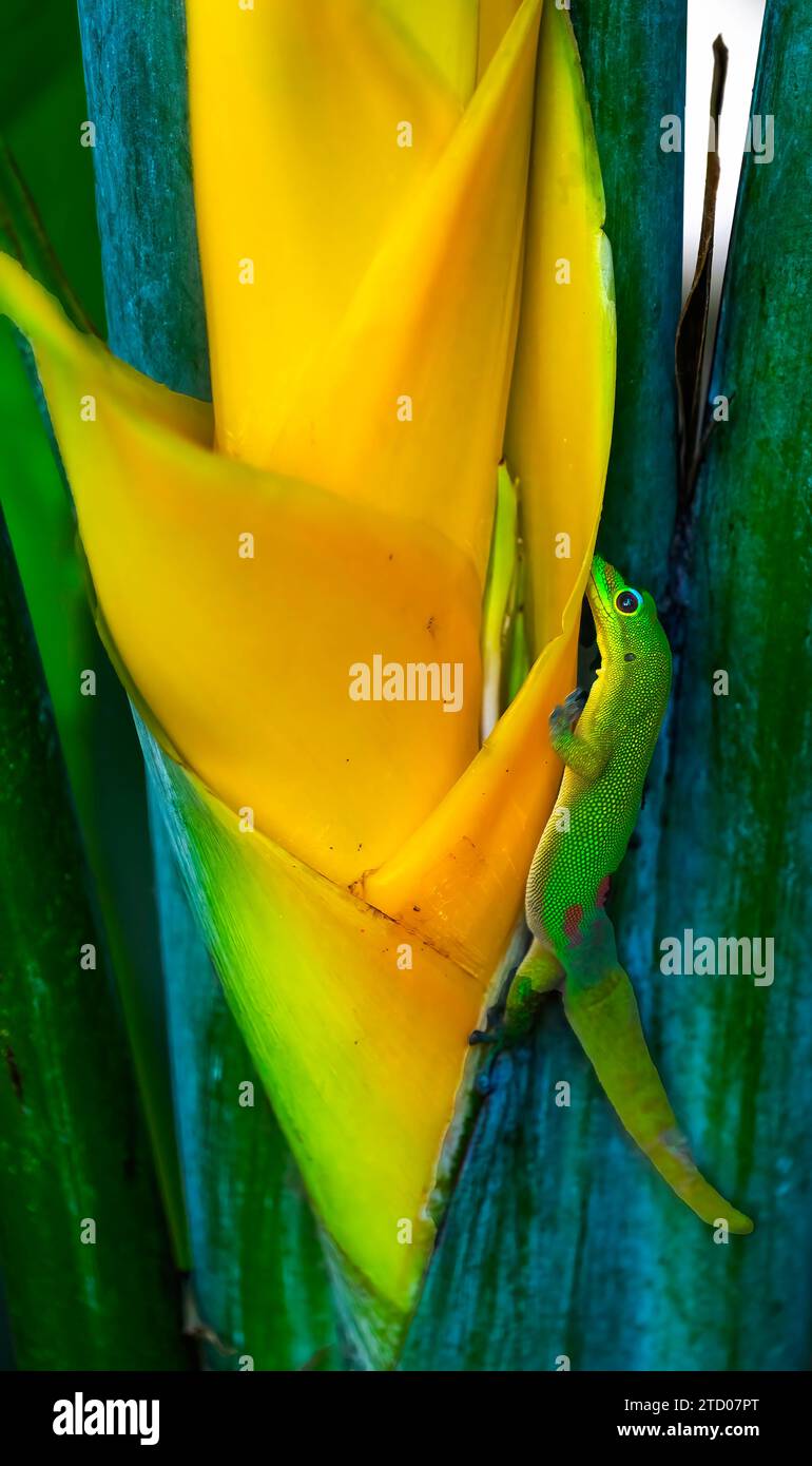 Gold Dust Day Gecko Yellow Lobster Claw Hawaii Stock Photo