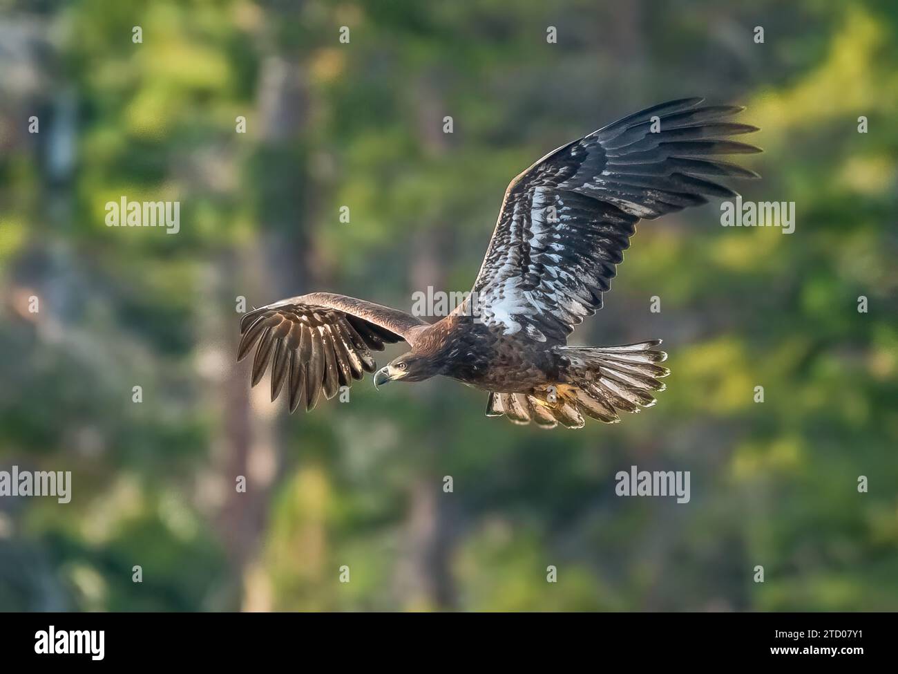 Juvenile Bald Eagle on the hunt Stock Photo