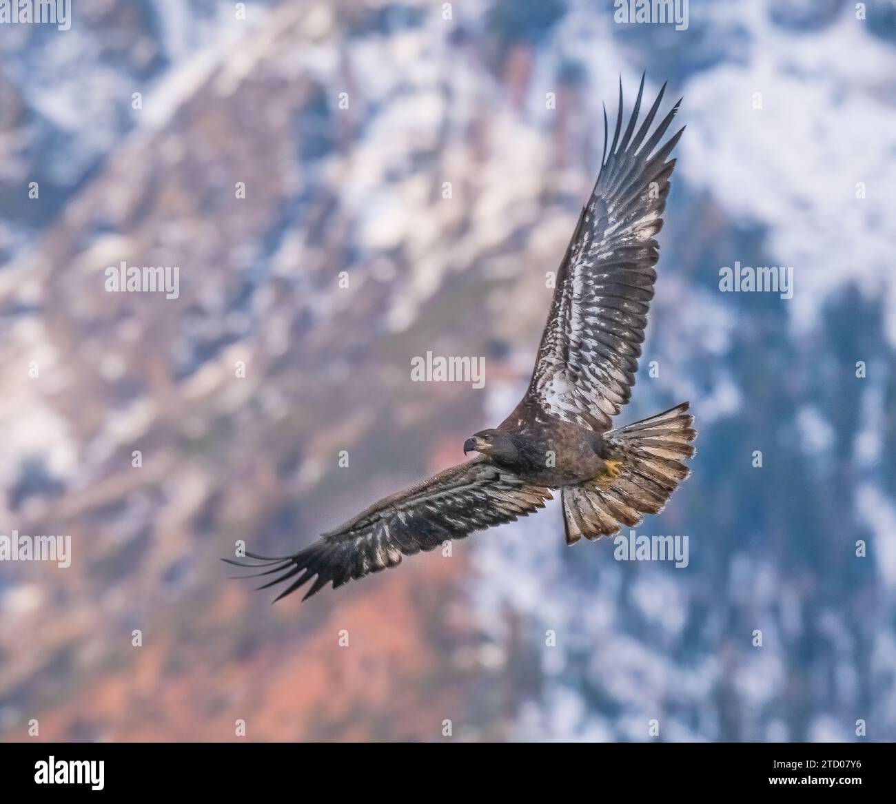 Juvenile bald eagle in flight stock photo alamy