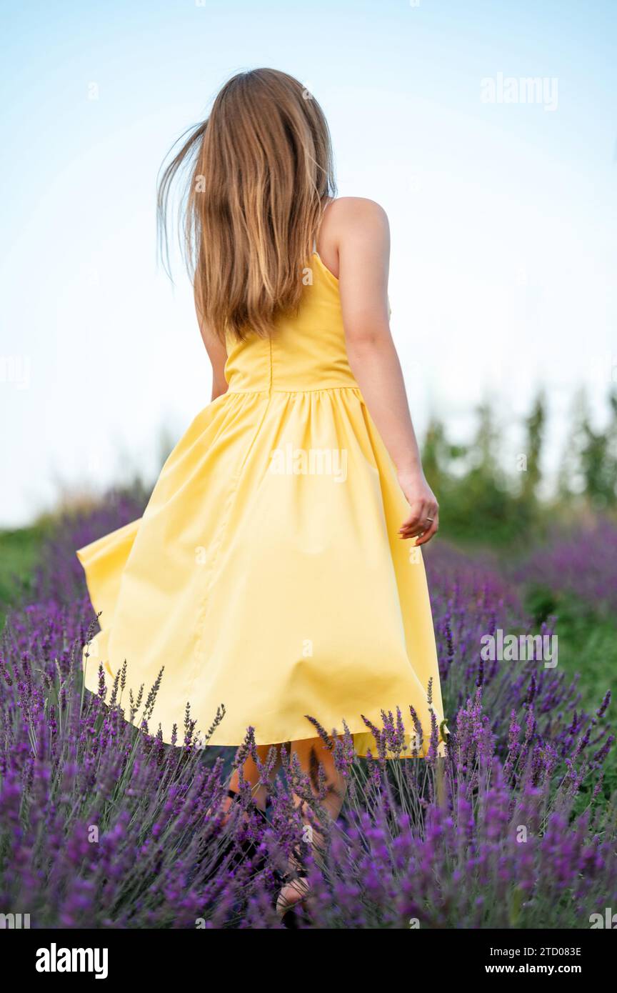A young lavender field and a girl posing for a photo, young lavender field. Stock Photo