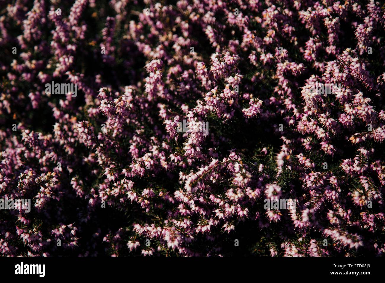 Close up details of small purple flowers in British Columbia Garden Stock Photo