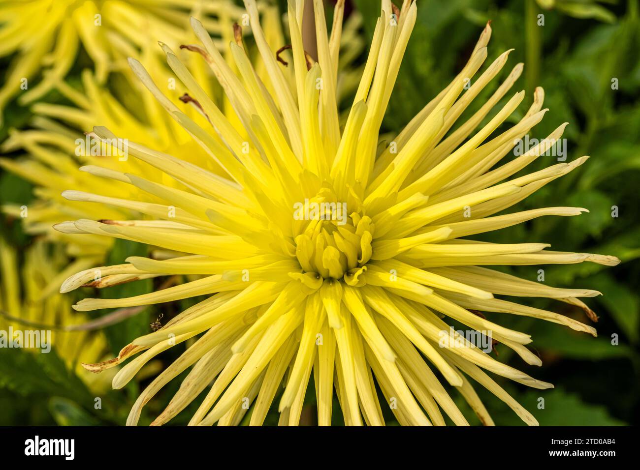 georgina (Dahlia ''Gryson's Yellow Spider', Dahlia Gryson's Yellow Spider), flower of cactus Dahlia, cultivar Gryson's Yellow Spider Stock Photo