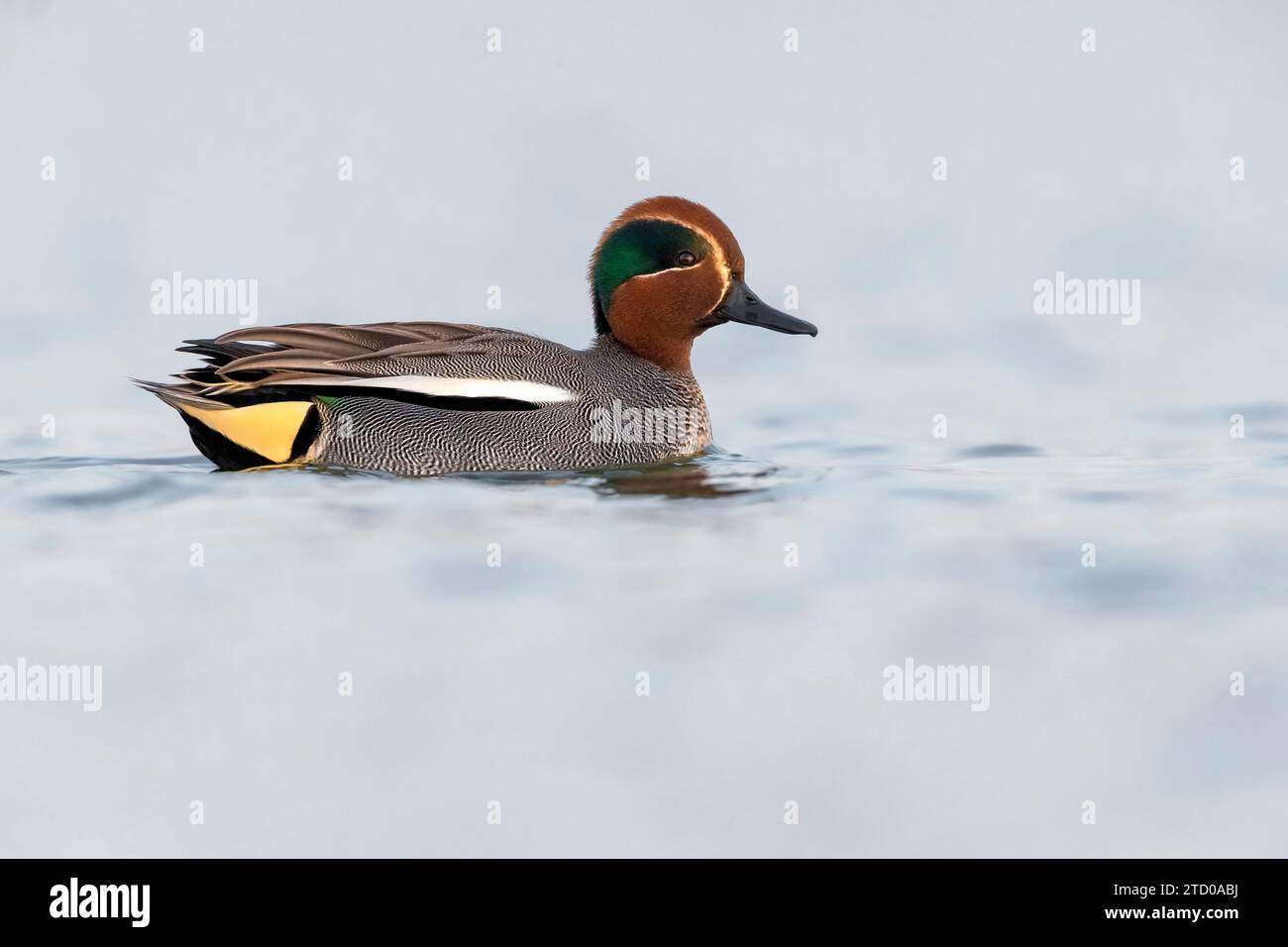 green-winged teal (Anas crecca), swimming drake, side view, Italy, Tuscany Stock Photo