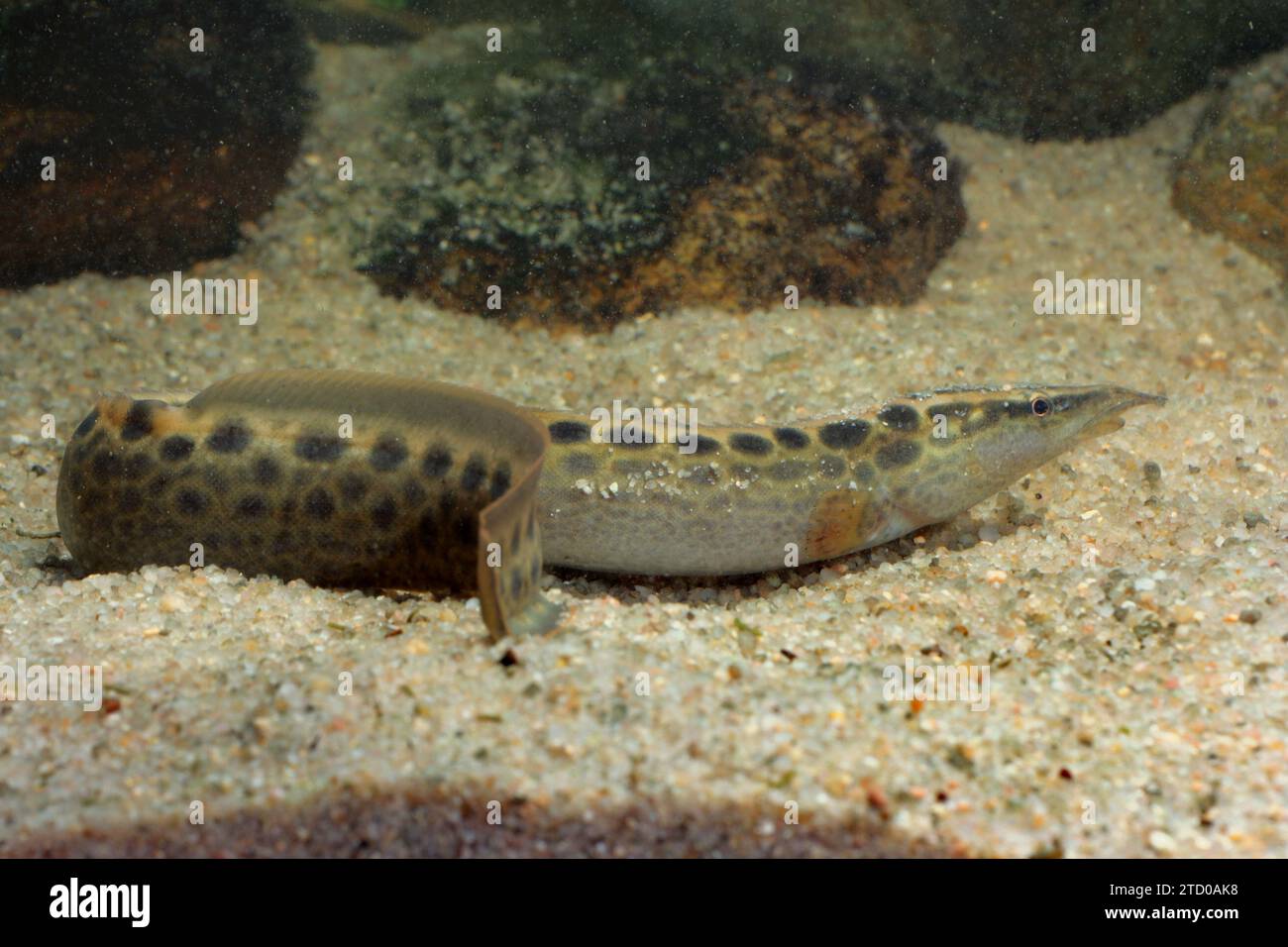 spiny eels (Mastacembelidae), on sandy ground, side view Stock Photo