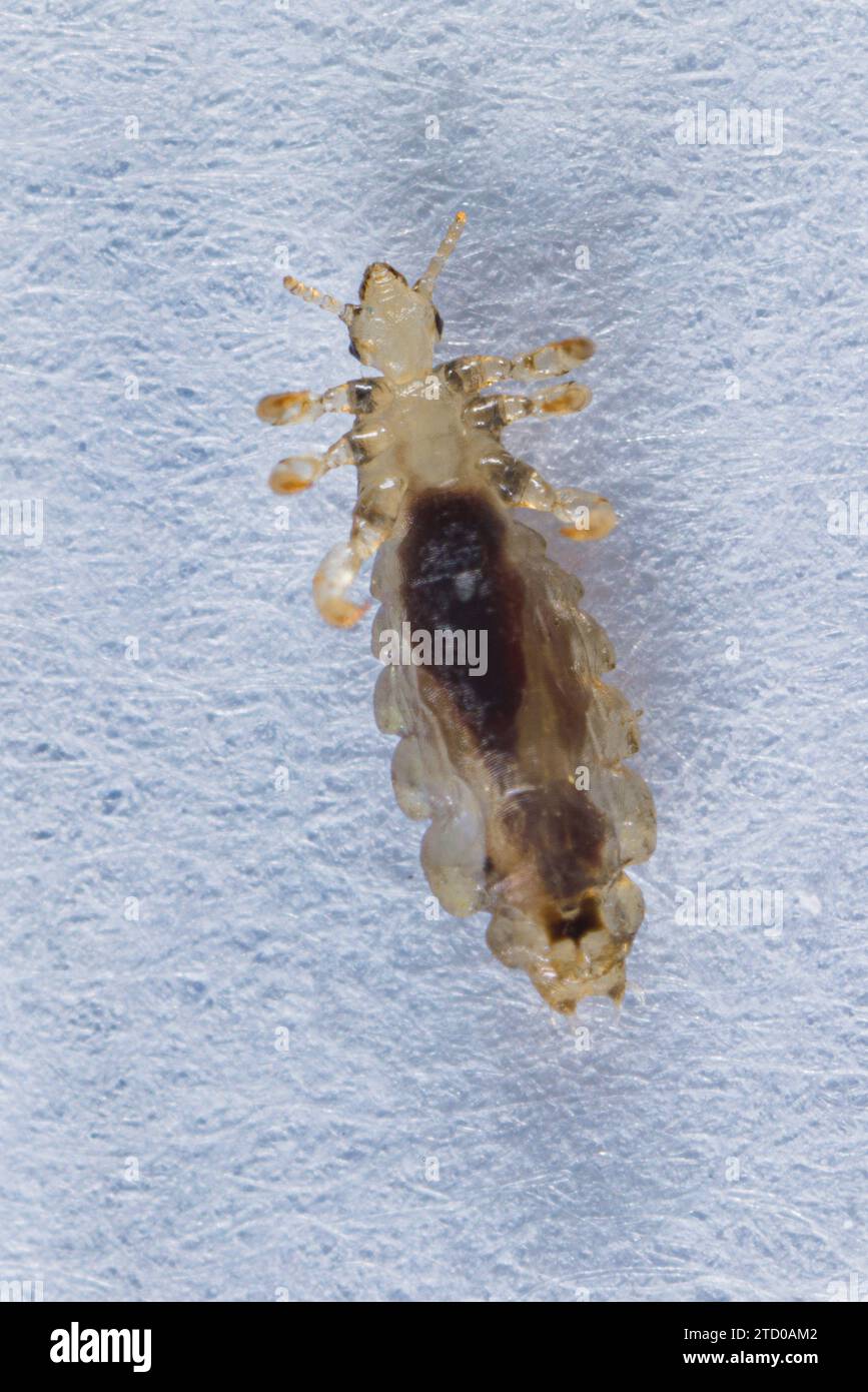 head louse (Pediculus capitis, Pediculus humanus capitis, Pediculus humanus), Ventral side, macro shot, Germany, Bavaria Stock Photo