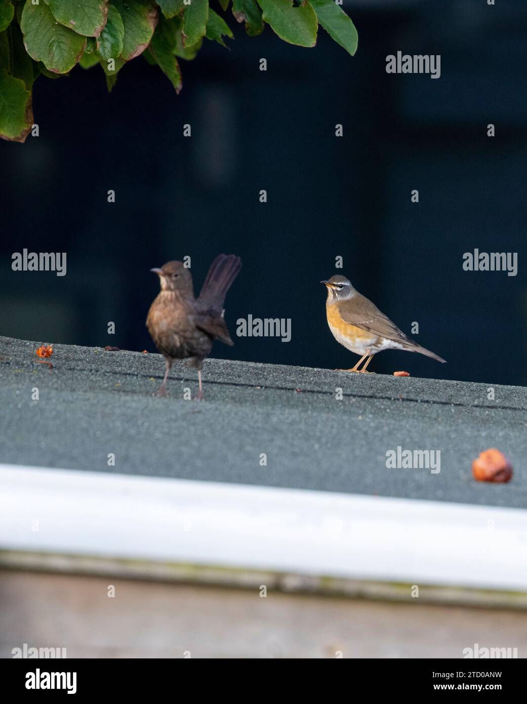 eye-browed thrush (Turdus obscurus), First-winter male standing on a rooftop in the rain, extreme rare vagrant to Europe, together with a female Stock Photo