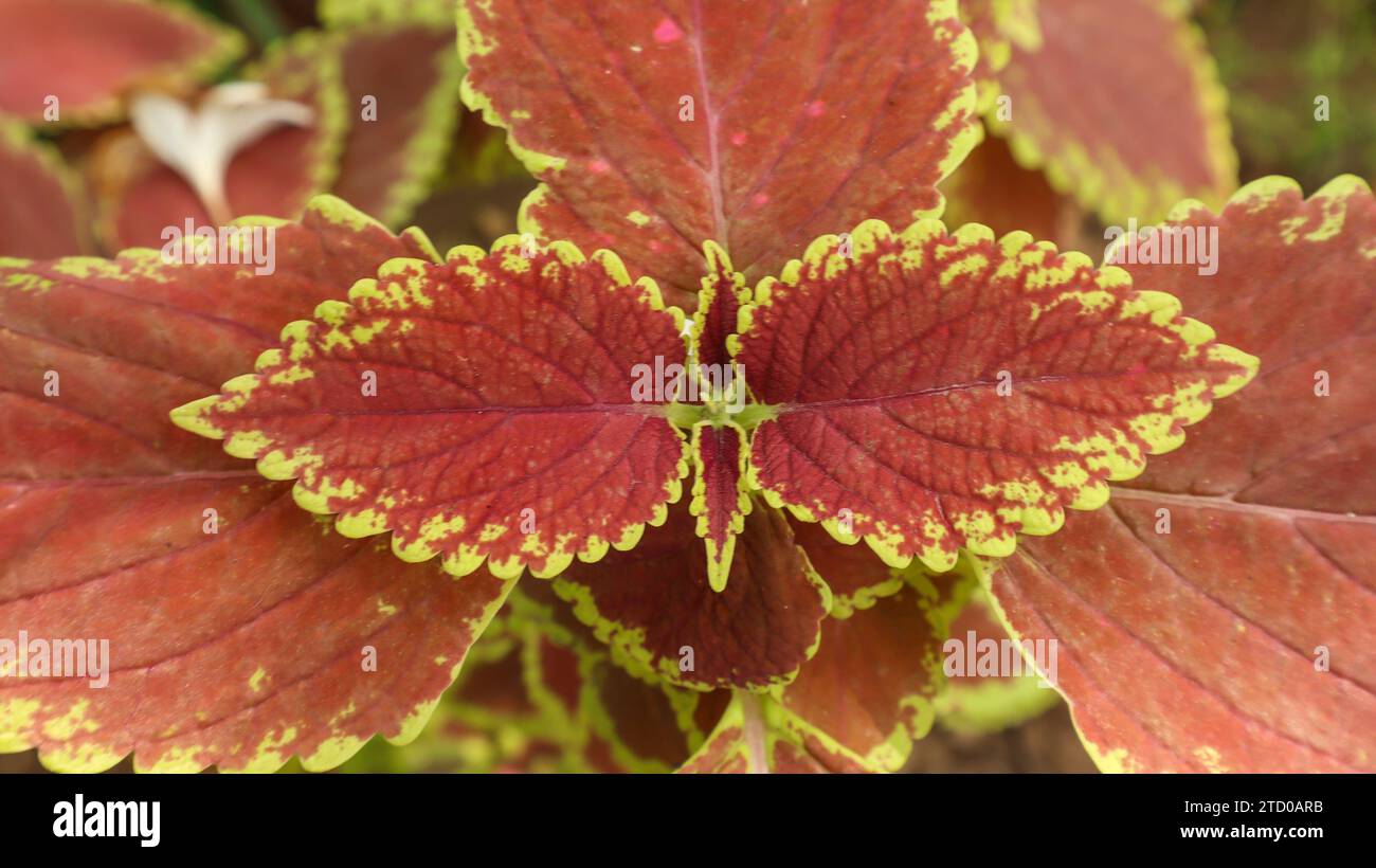 Top view of Coleus, Painted Nettle or Plectranthis scutellarioides is red orange with light green leabes Stock Photo