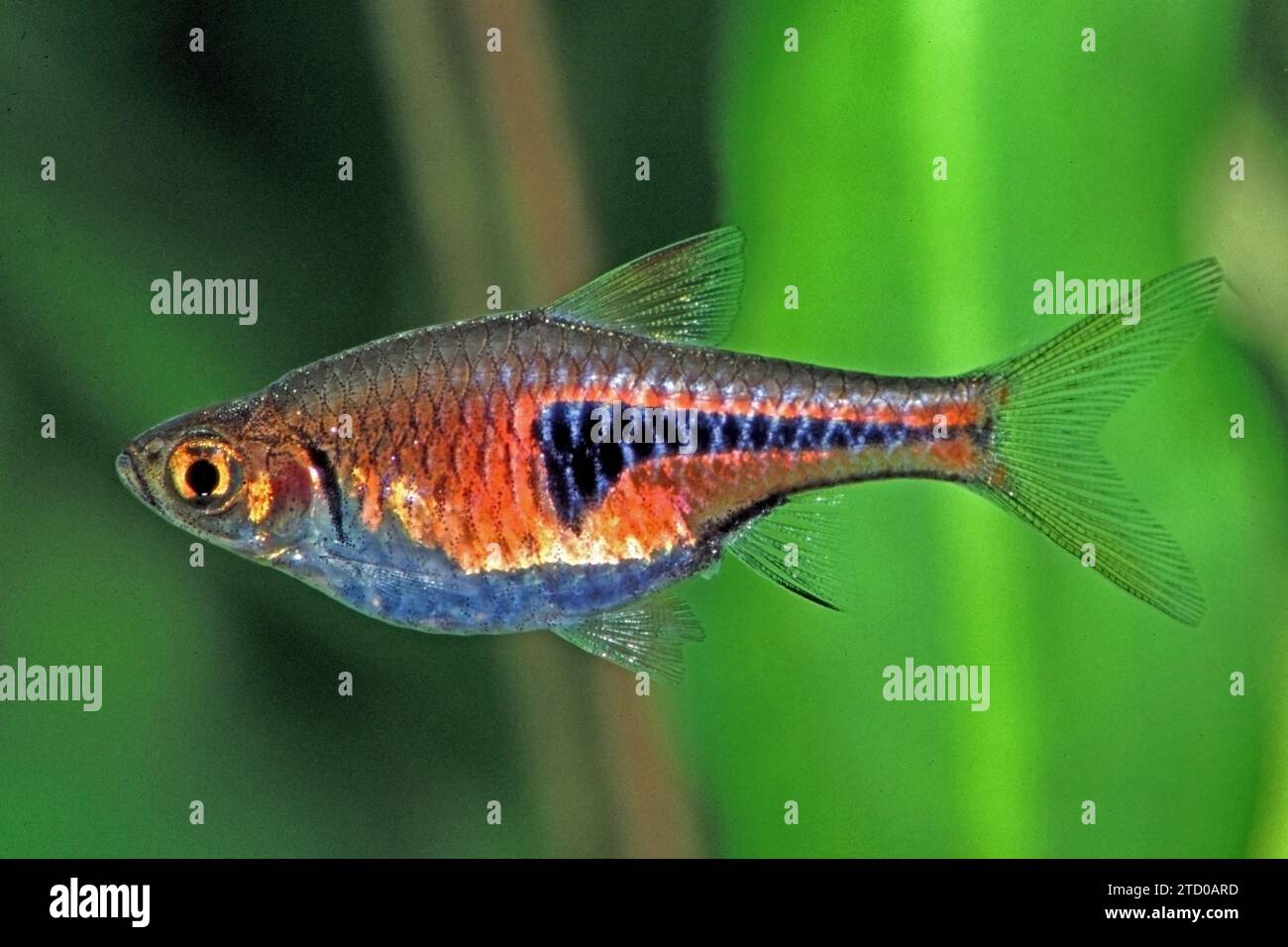 Espe's Rasbora, Harlequin Rasbora, Harlequin fish (Trigonostigma espei), swimming female, side view Stock Photo