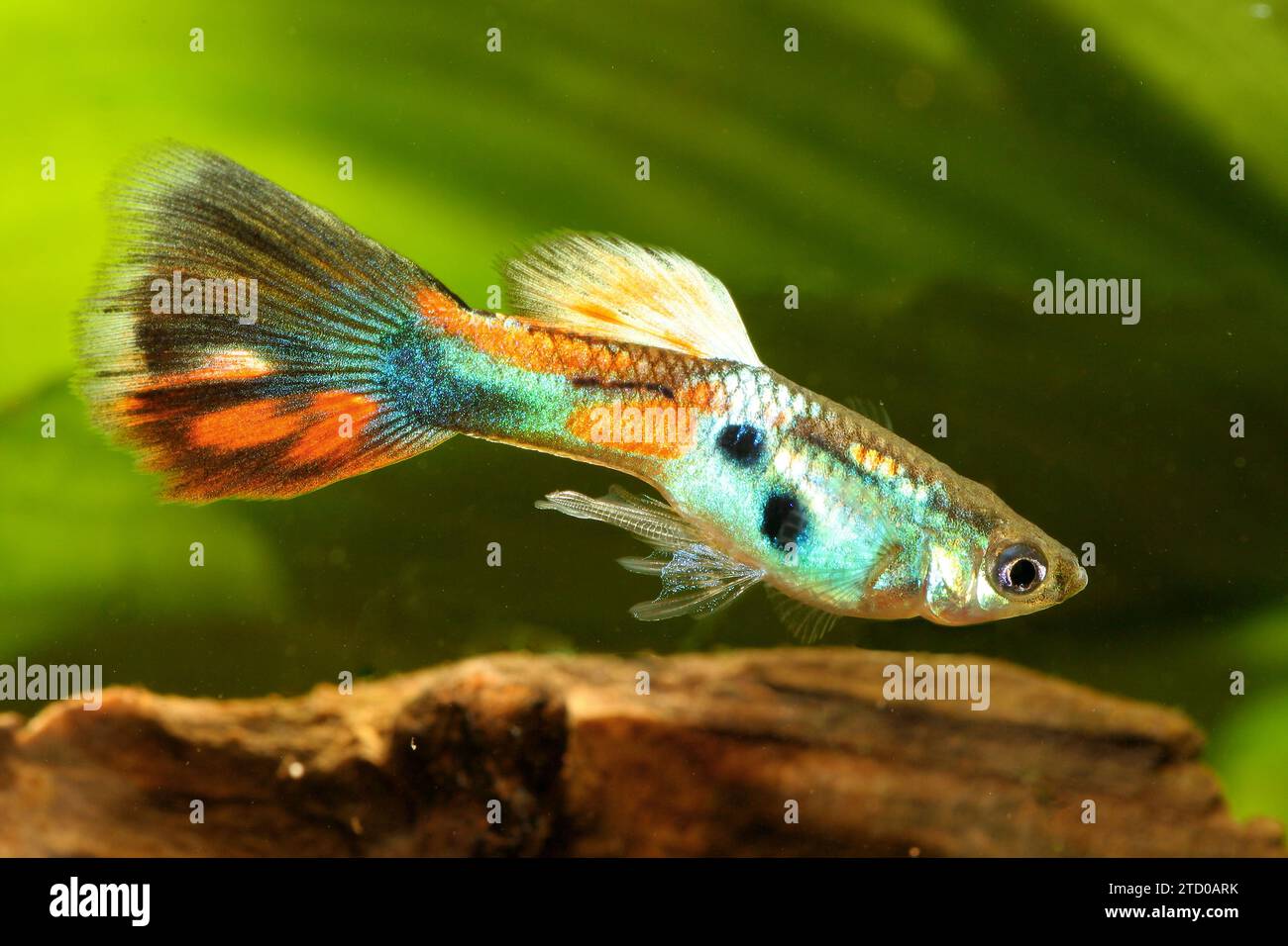 Guppy fish photos outlet
