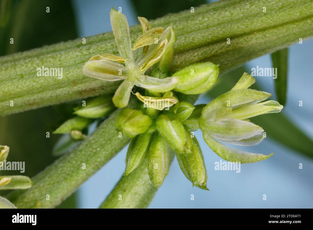 Indian hemp, marijuana, mary jane (Cannabis sativa), male flowers and buds, close-up Stock Photo