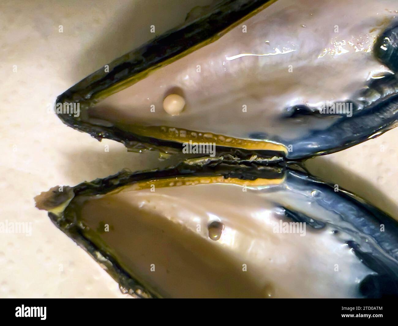 blue mussel, bay mussel, common mussel, common blue mussel (Mytilus edulis), cooked opened