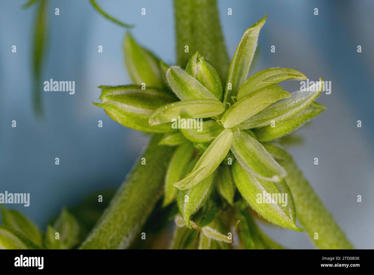 Indian hemp, marijuana, mary jane (Cannabis sativa), male flower, close up Stock Photo