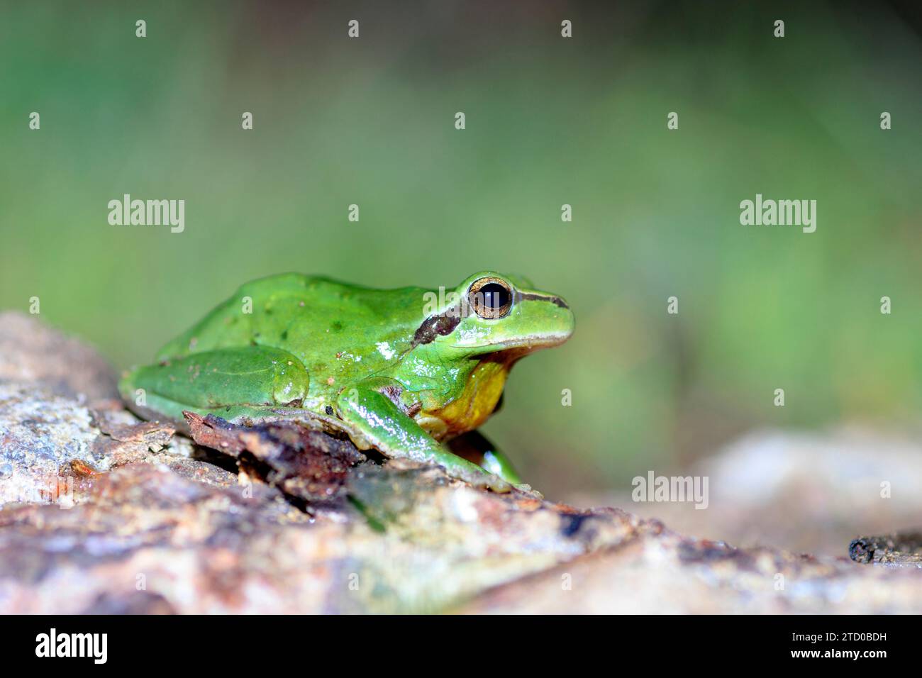 stripeless treefrog, Mediterranean treefrog (Hyla meridionalis), sitting on a rock, France Stock Photo