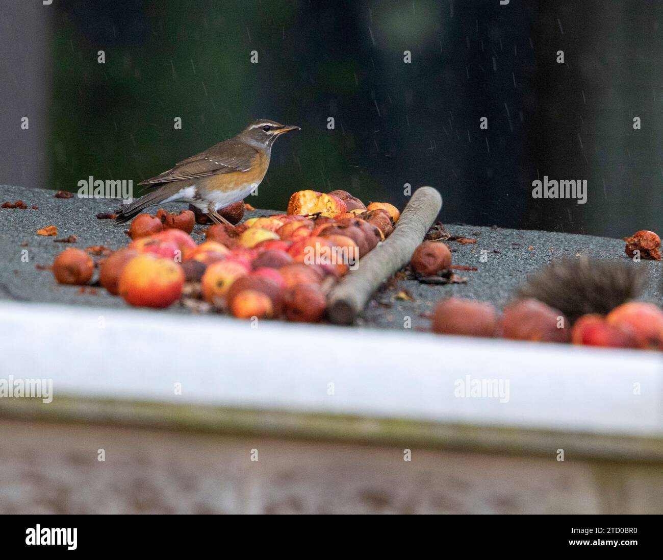 eye-browed thrush (Turdus obscurus), First-winter male standing on a rooftop in the rain, extreme rare vagrant to Europe, Netherlands, Frisia, Stock Photo