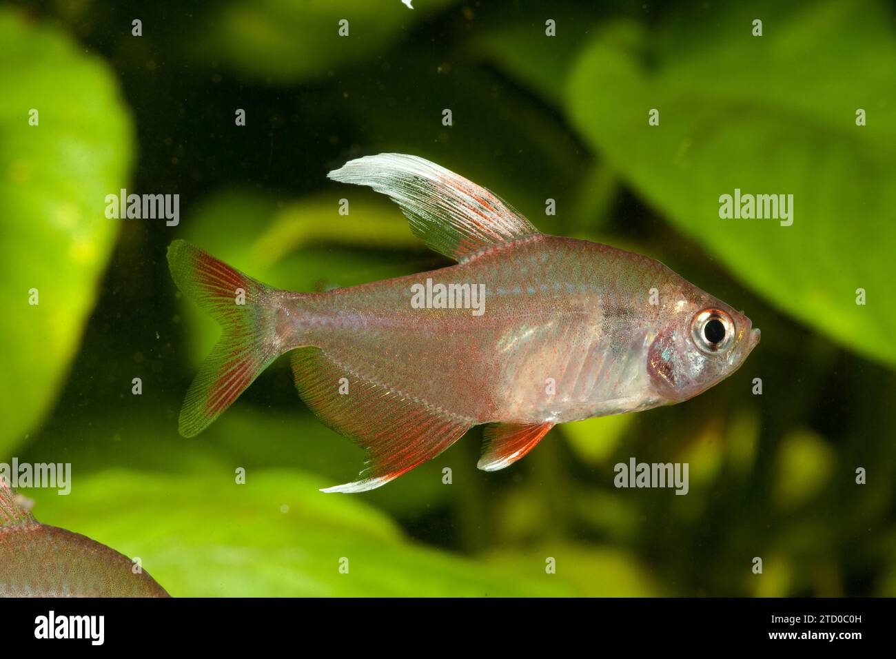 Rosy tetra, Ornate tetra (Hyphessobrycon bentosi), swimming male, side view Stock Photo