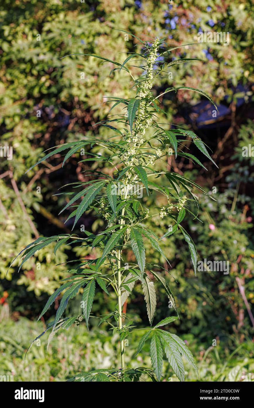 Indian hemp, marijuana, mary jane (Cannabis sativa), flowering male plant Stock Photo