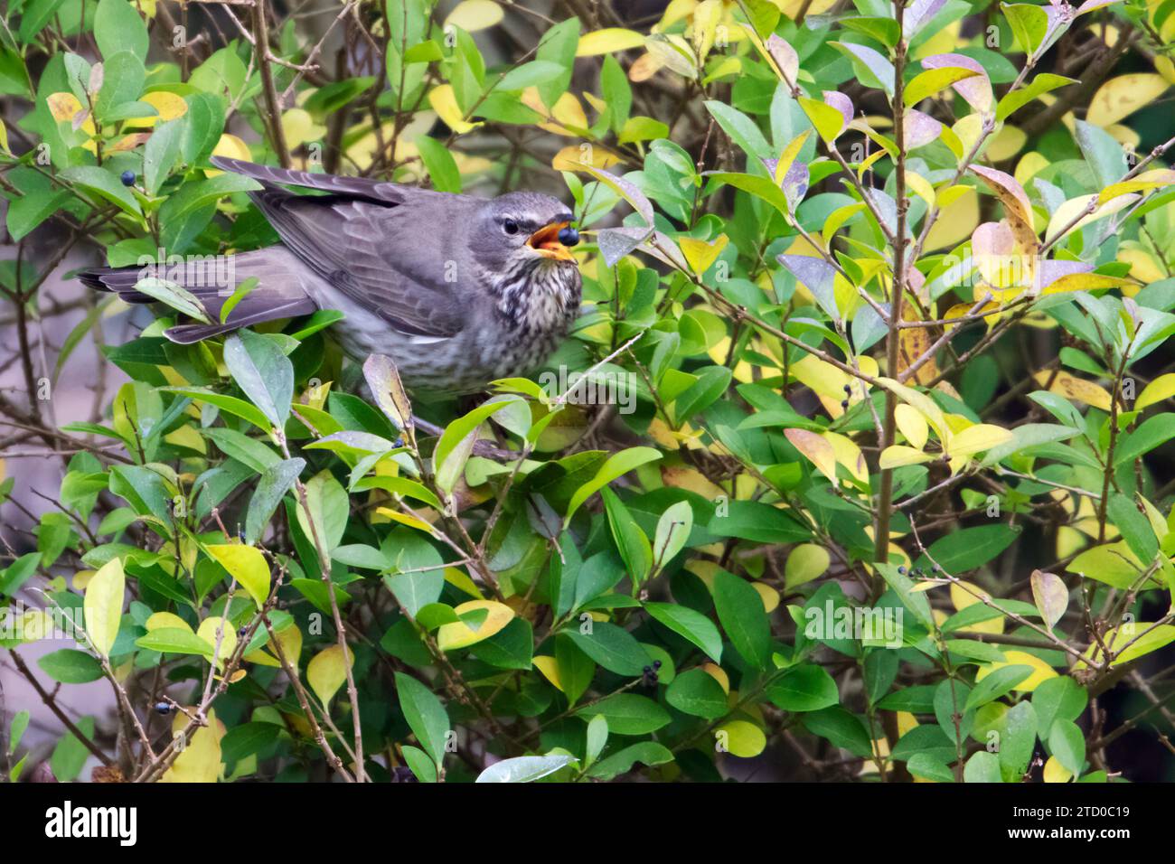 black-throated thrush (Turdus atrogularis), female perches in a bush eating a berry, Netherlands Stock Photo