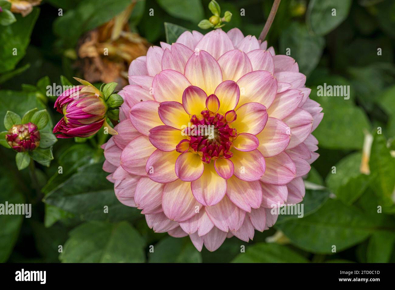 (Dahlia 'Zingaro', Dahlia Zingaro), pink flower of decorative