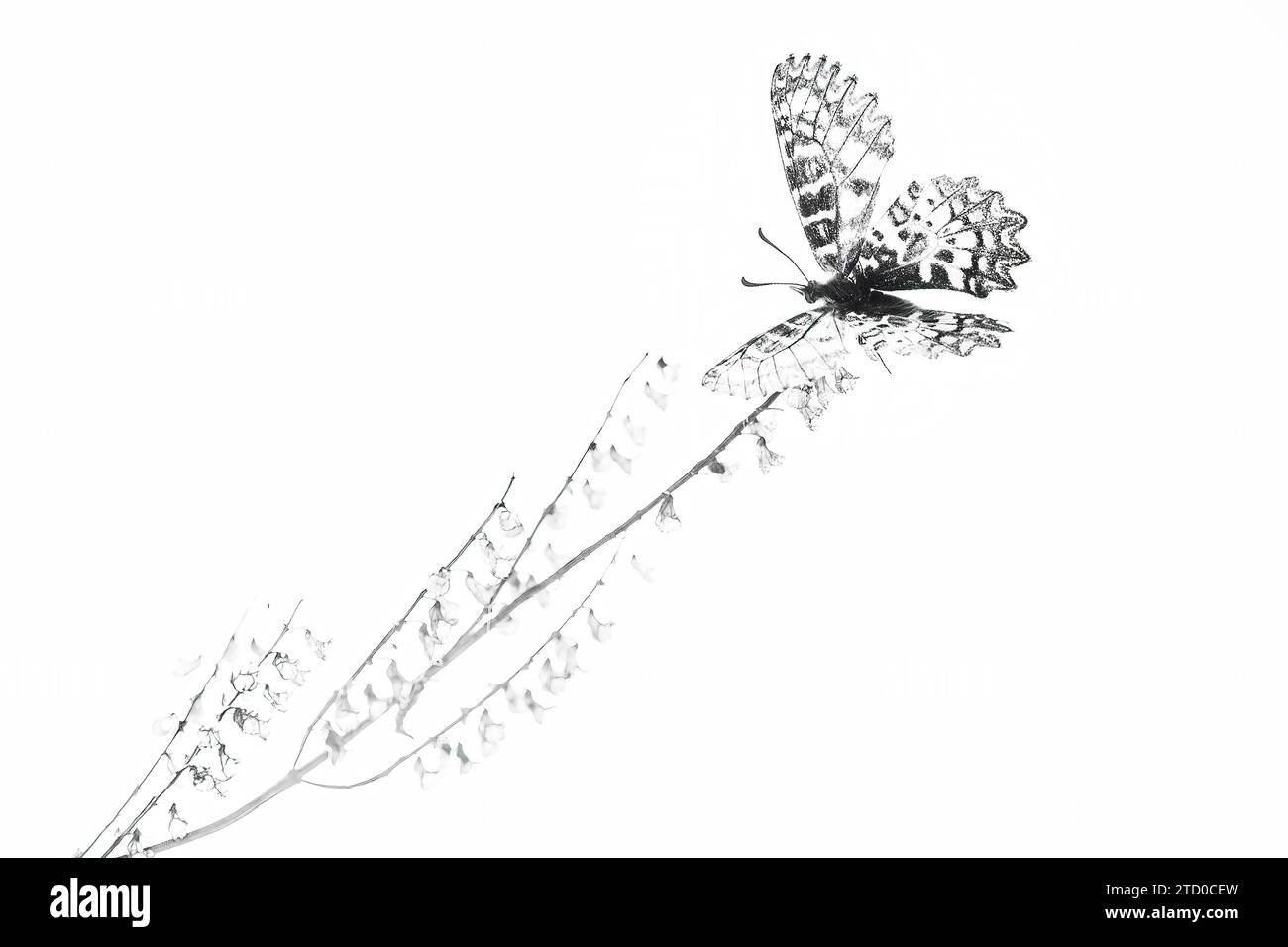 A high-contrast black and white image capturing a butterfly resting on a slender plant stem, evoking a sense of serenity and simplicity. Stock Photo