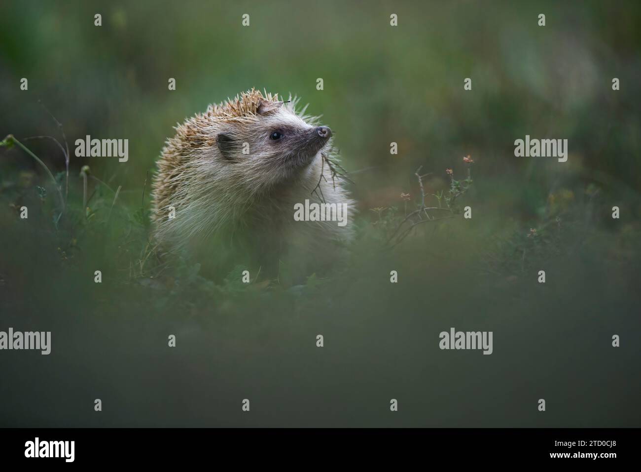 A North African Hedgehog peers out from lush greenery in a natural habitat Stock Photo