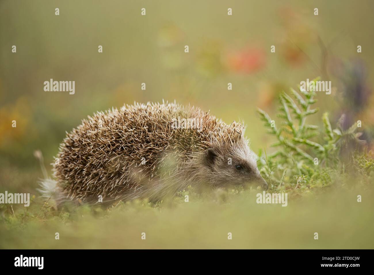 North African Hedgehog foraging through the underbrush in daylight Stock Photo