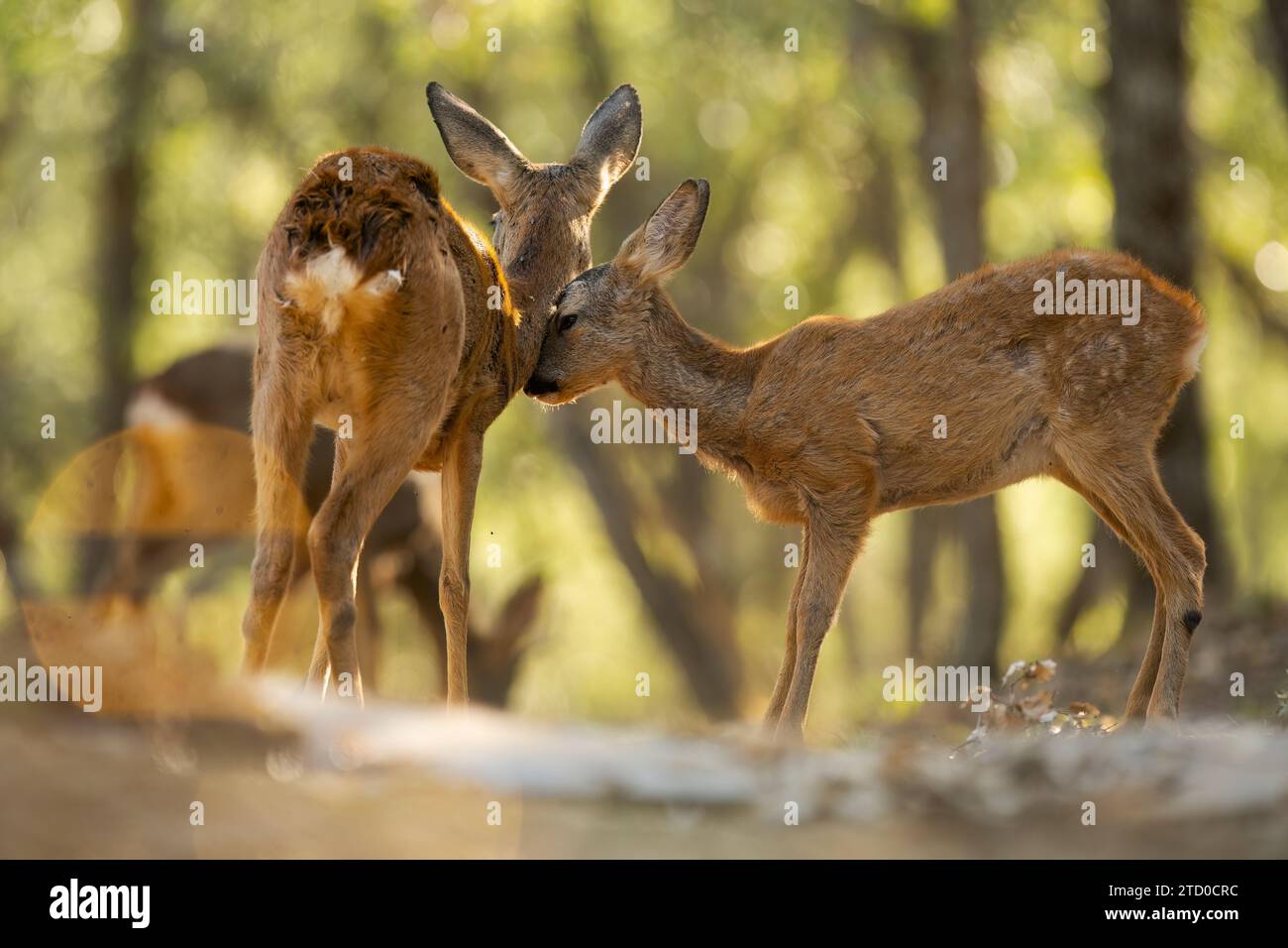 A heartwarming scene of a pair of Roe deer displaying affection amid the tranquil forest setting, captured in soft natural light. Stock Photo