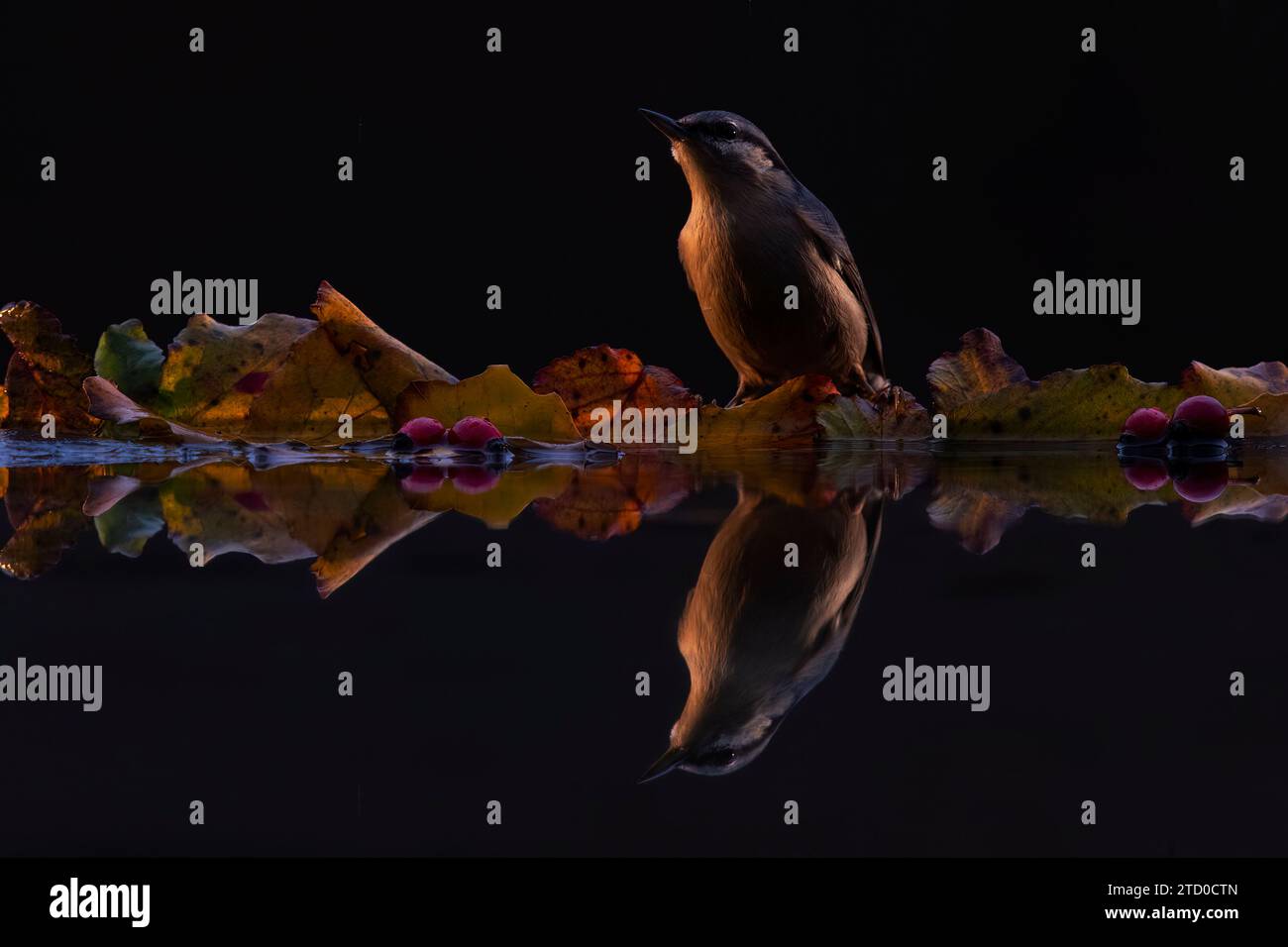 A serene Nuthatch bird stands among multicolored autumn leaves, reflected perfectly in the calm, mirror-like water surface. Stock Photo