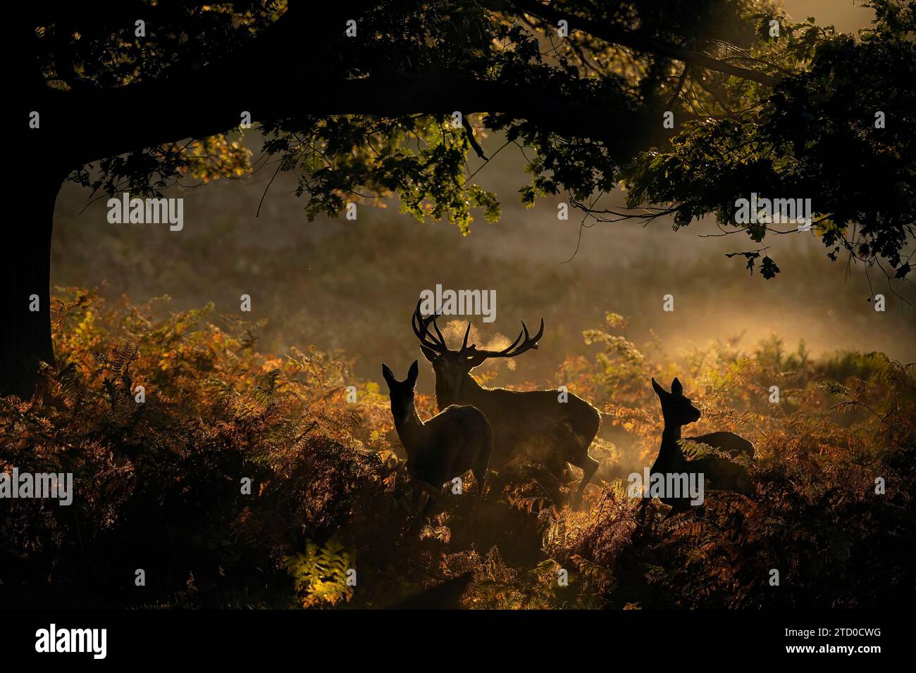 Silhouetted red deer stag and doe in a misty UK forest during the autumn rut, with warm sunlight piercing through. Stock Photo