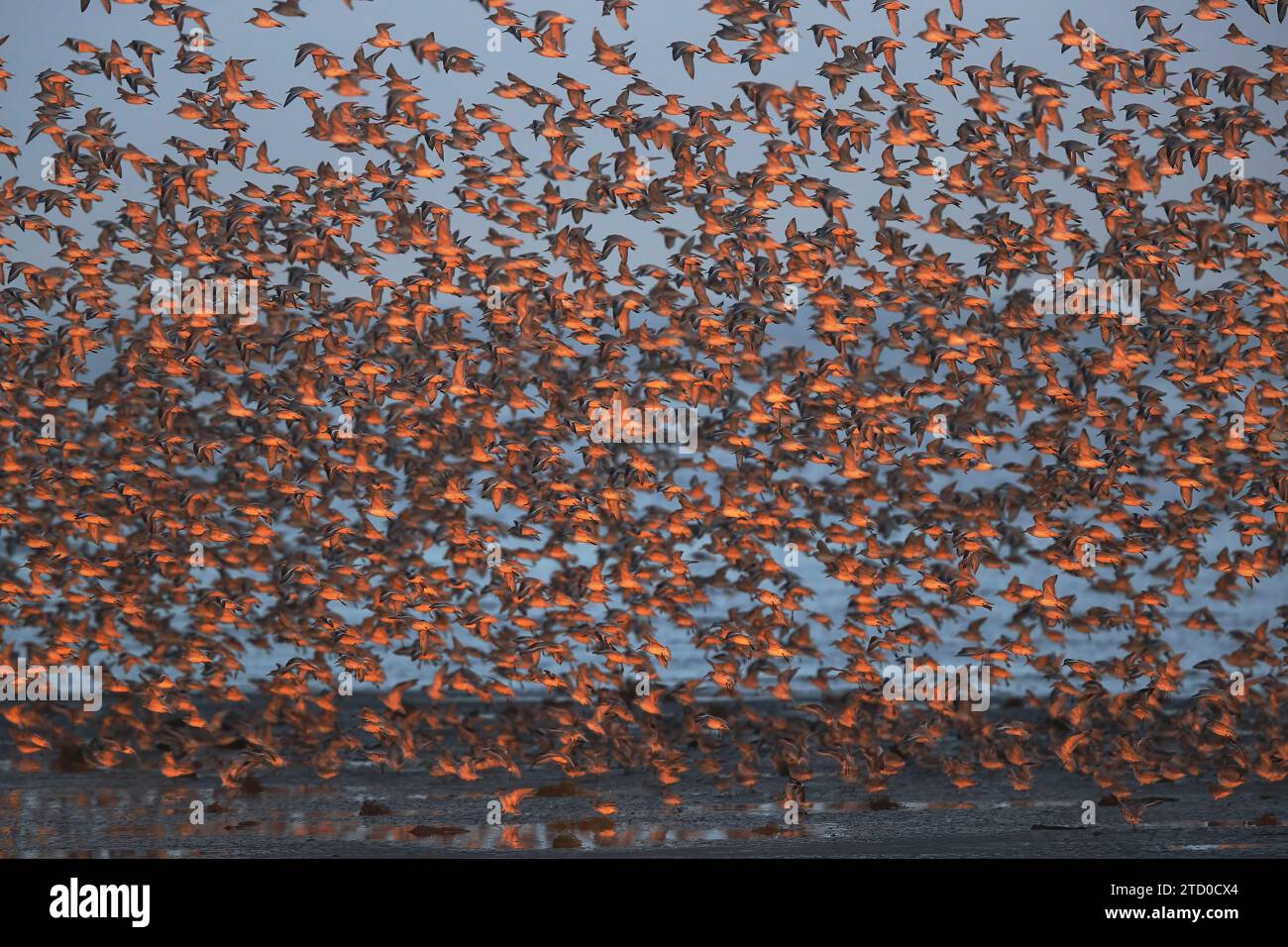 Flock of Dunlin birds in flight during their migration at Snettisham ...
